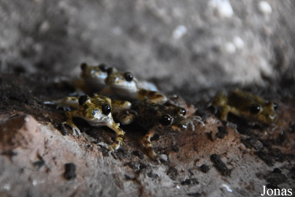 Alytes muletensis