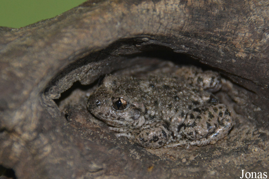 Alytes obstetricans