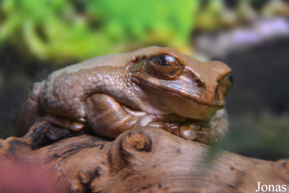 Leptopelis vermiculatus