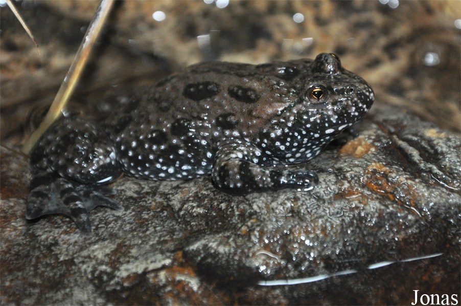 Bombina variegata