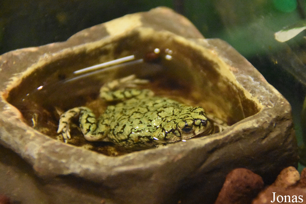 Anaxyrus debilis