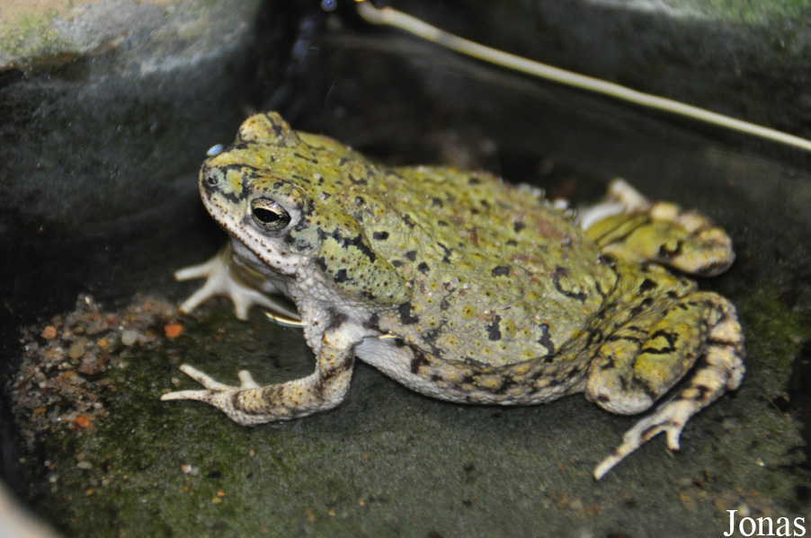 Anaxyrus debilis