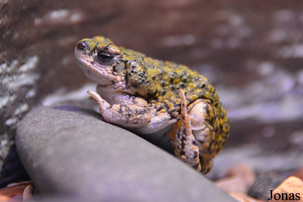 Anaxyrus debilis