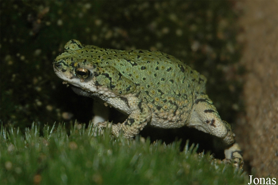 Anaxyrus debilis