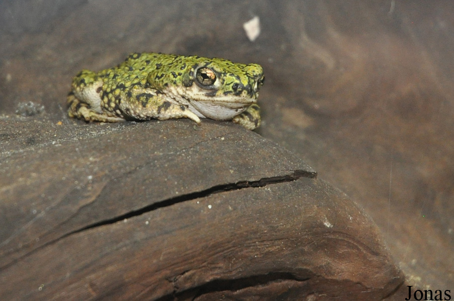 Anaxyrus debilis
