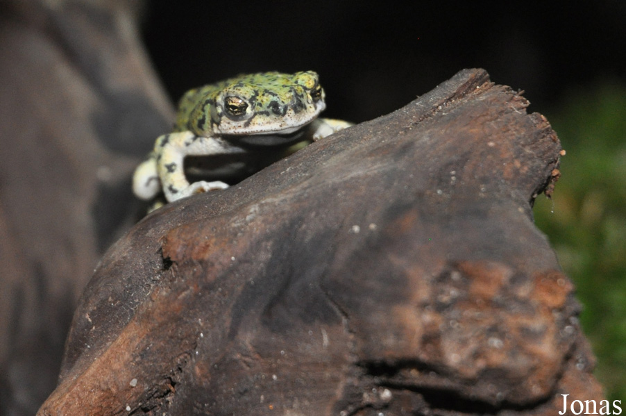 Anaxyrus debilis