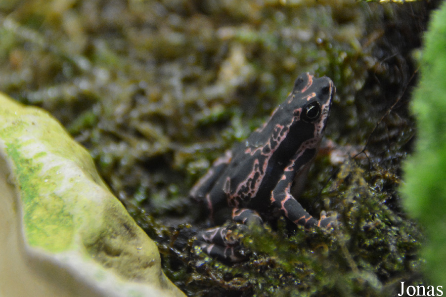 Atelopus flavescens