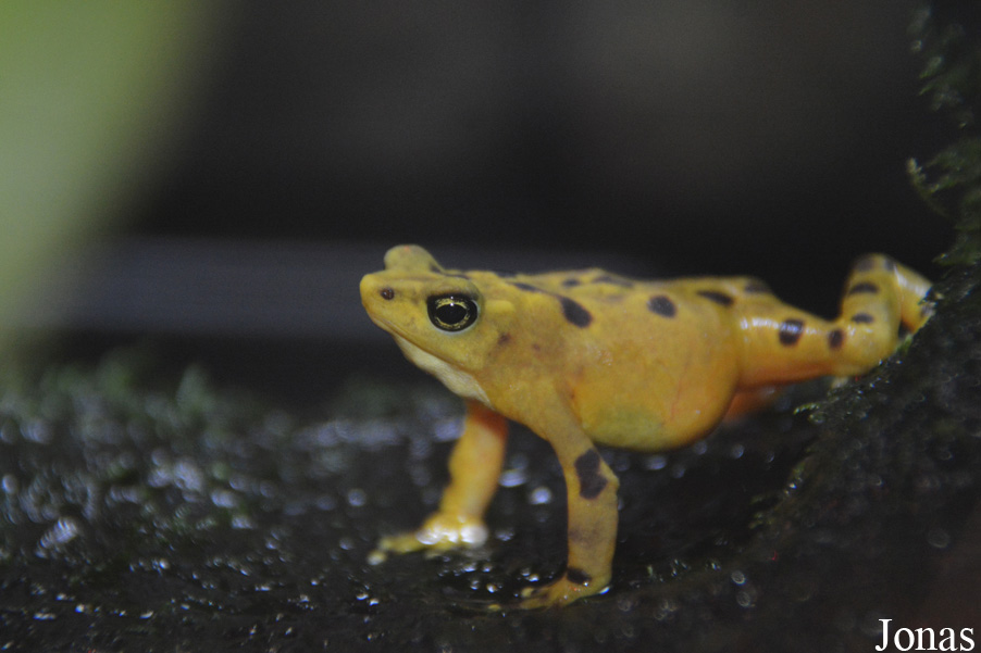 Atelopus zeteki