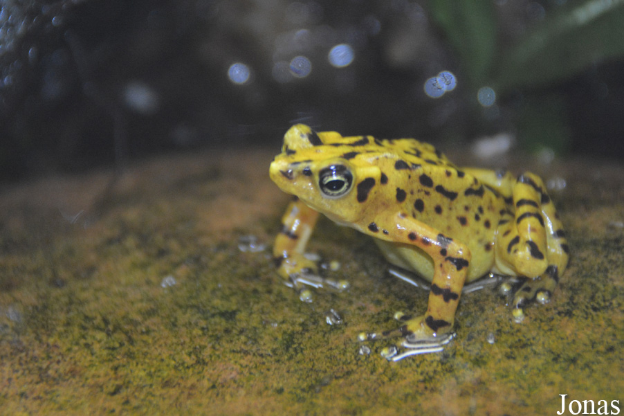 Atelopus zeteki