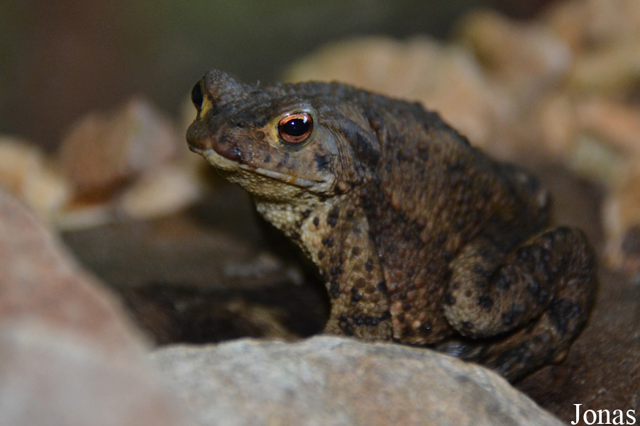 Bufo bufo