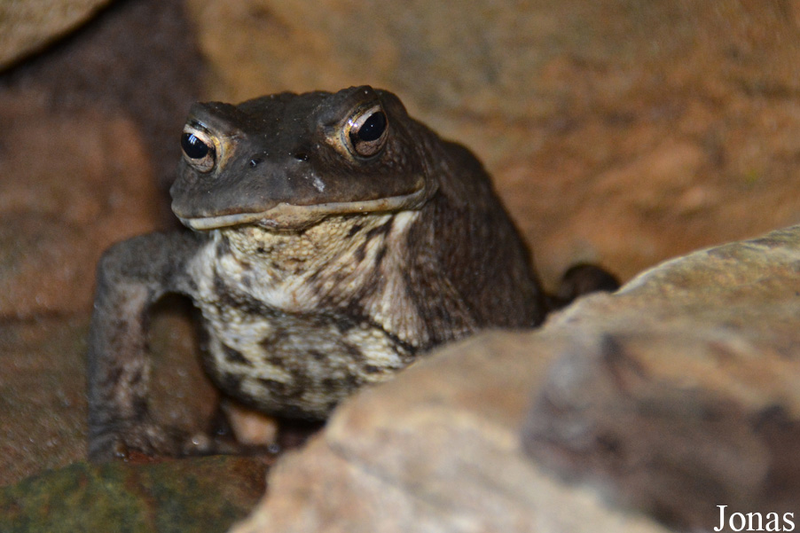 Bufo bufo