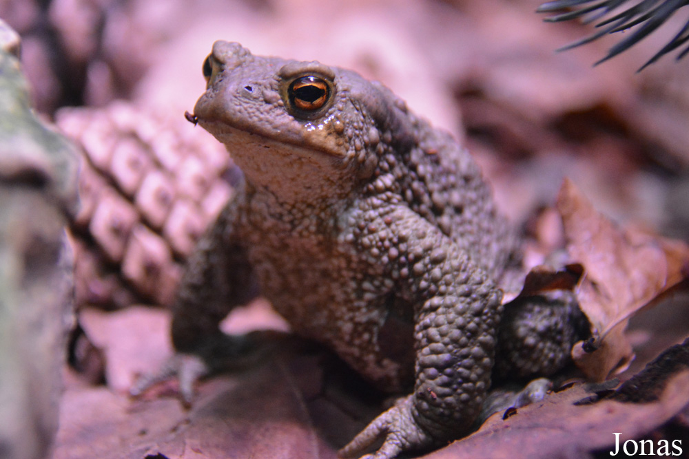 Bufo bufo