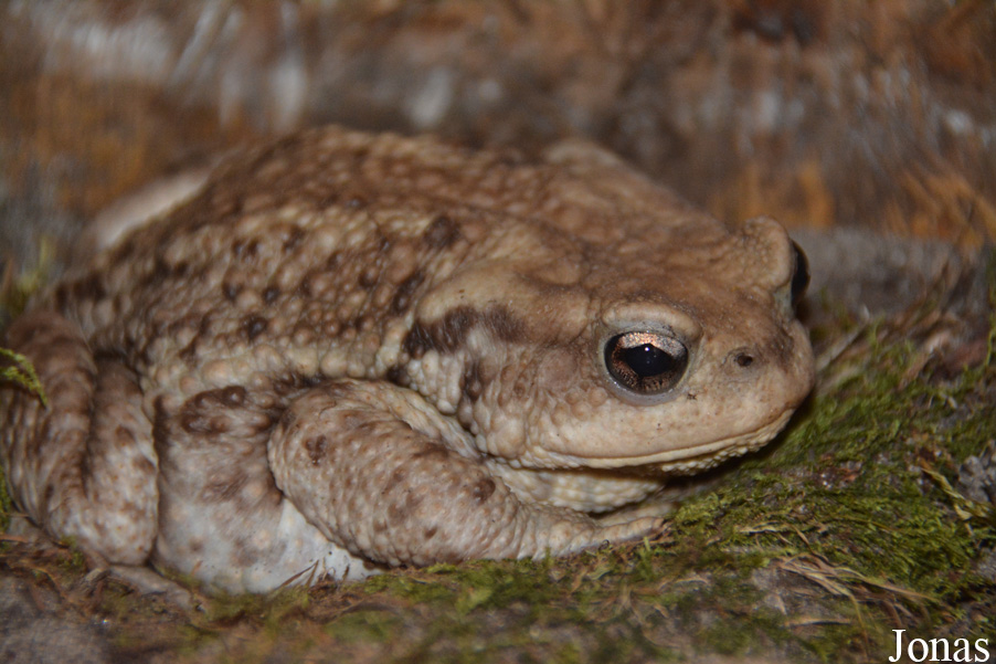 Bufo bufo