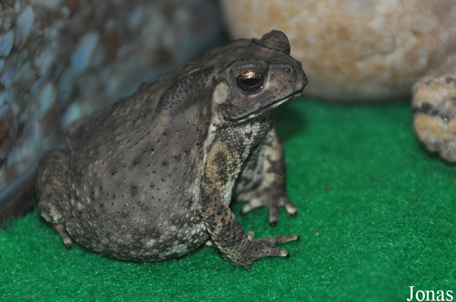 Bufo melanostictus