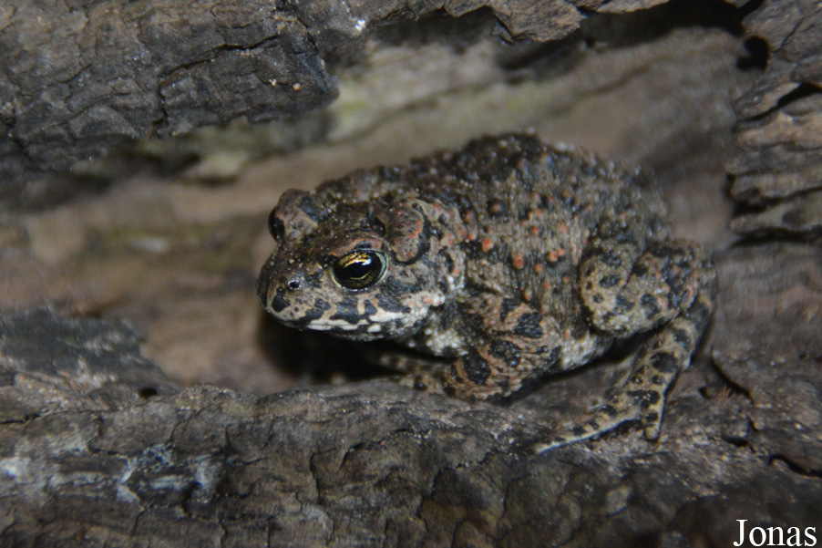 Bufotes viridis