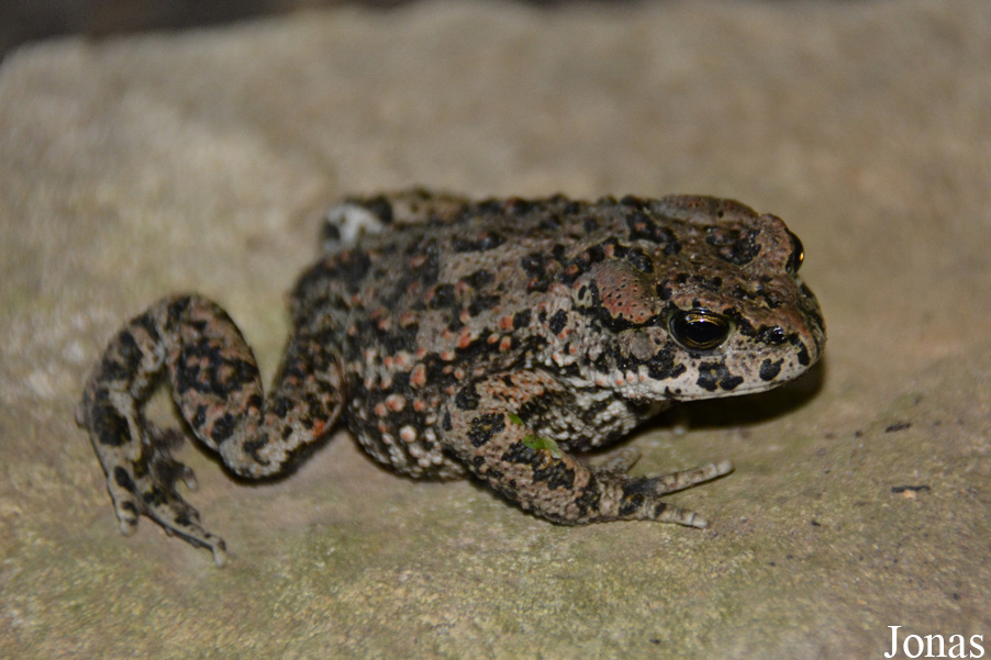 Bufotes viridis