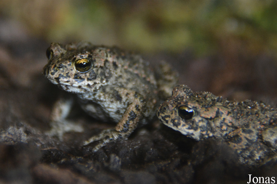 Bufotes viridis