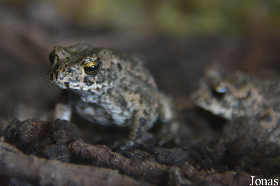 Bufotes viridis