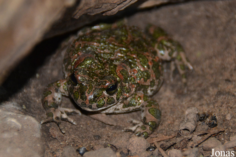 Bufotes viridis