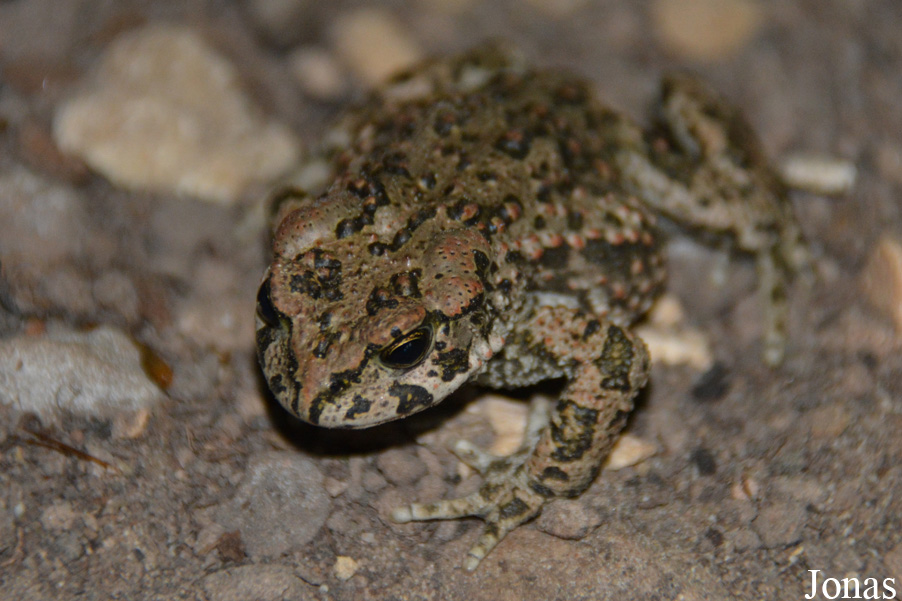 Bufotes viridis