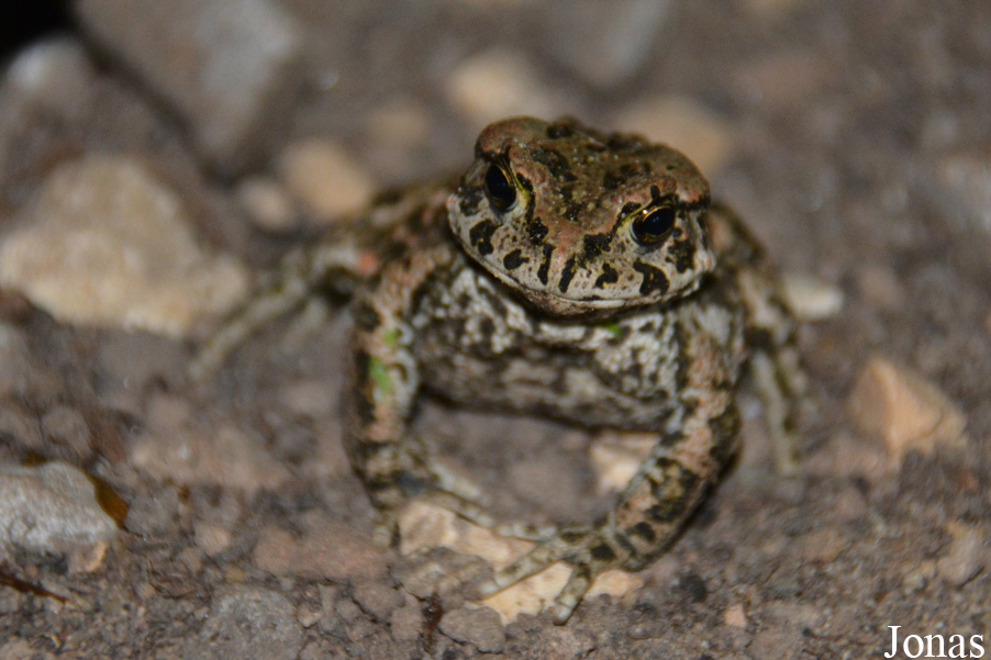 Bufotes viridis
