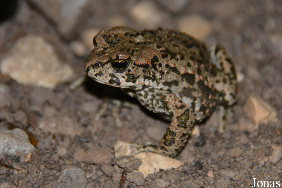 Bufotes viridis