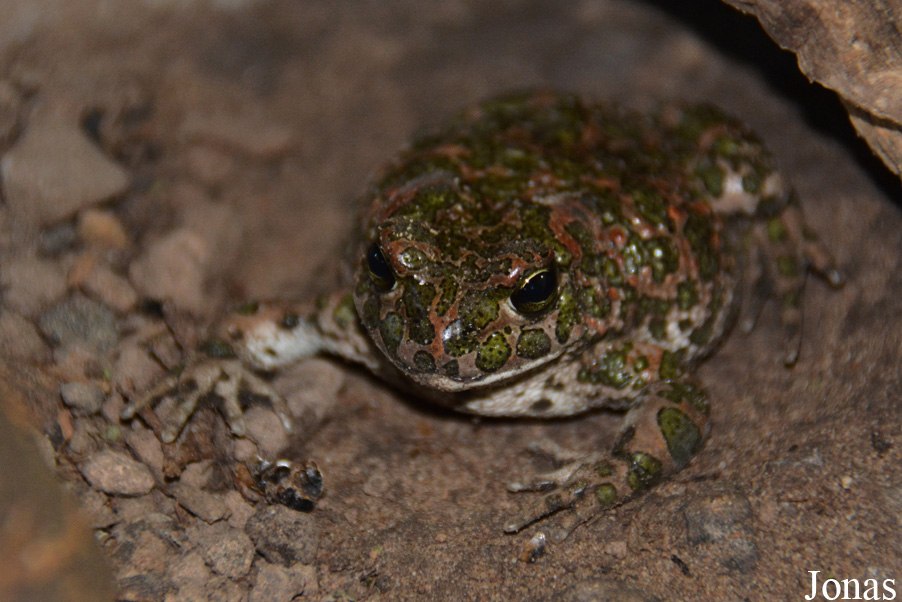 Bufotes viridis