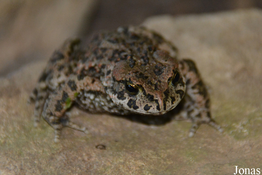 Bufotes viridis