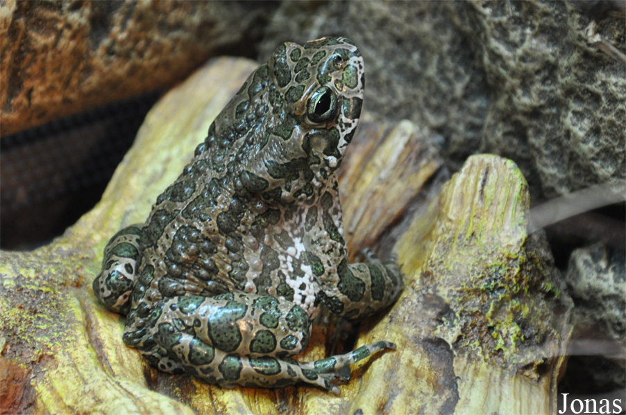 Bufotes viridis