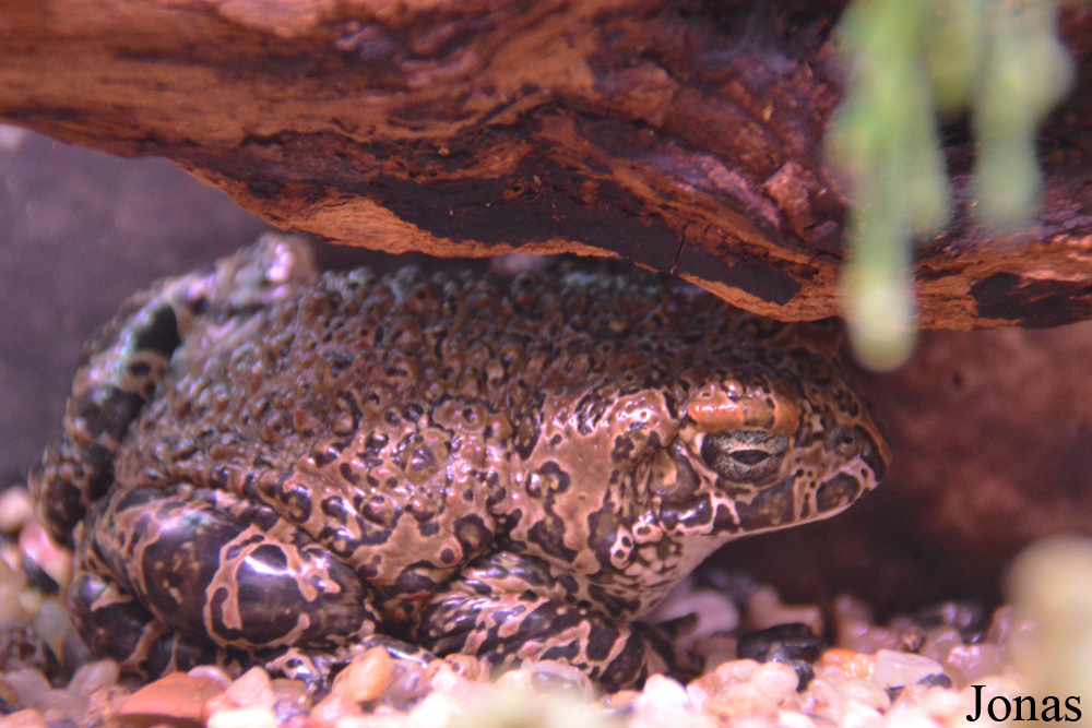 Bufotes viridis