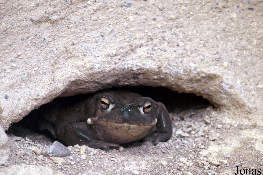 Incilius alvarius