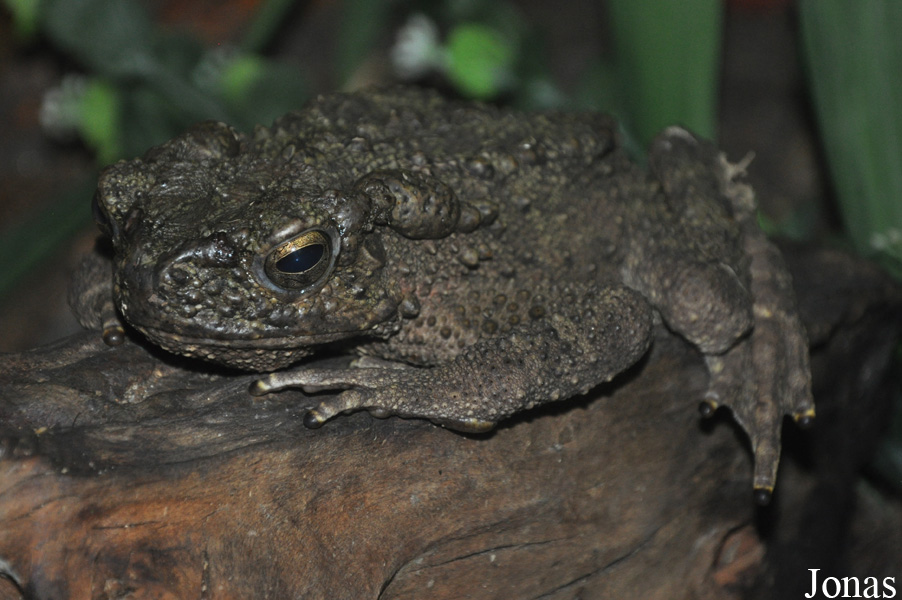Phrynoidis asper