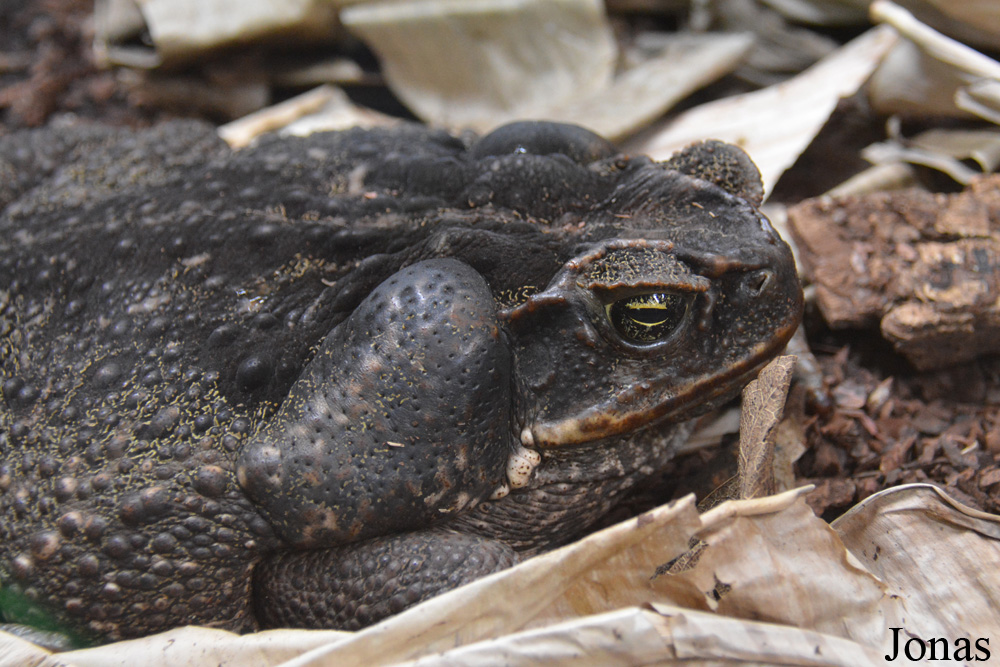 Rhinella marina