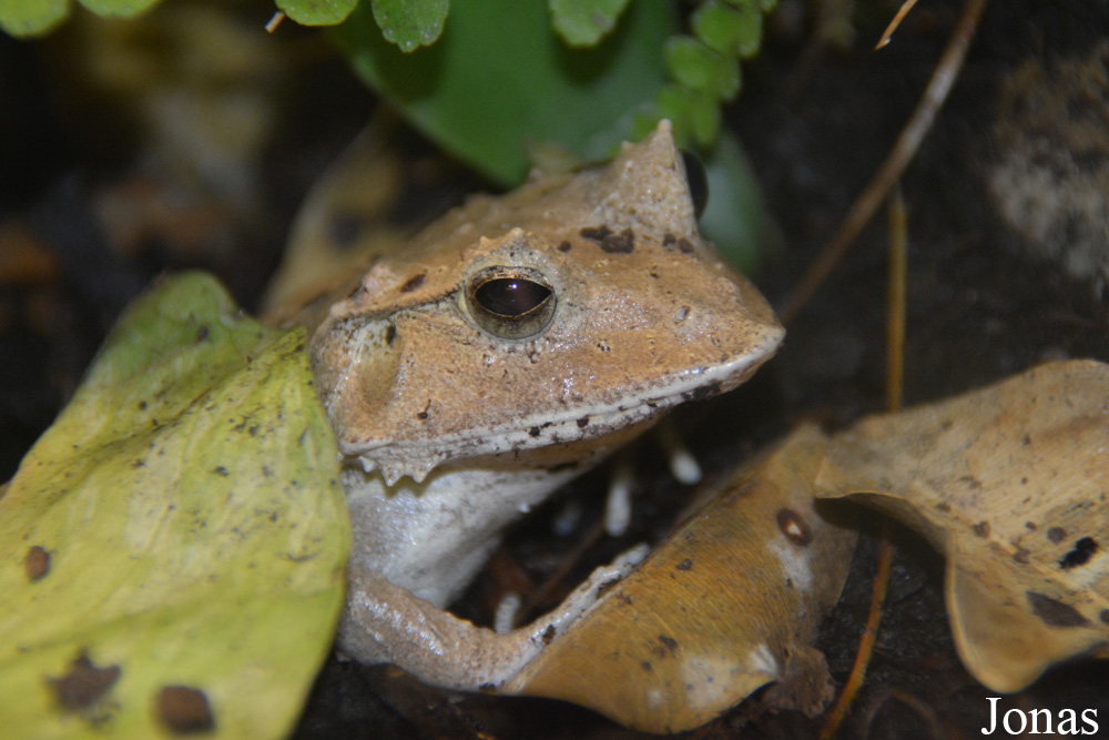Ceratobatrachus guentheri