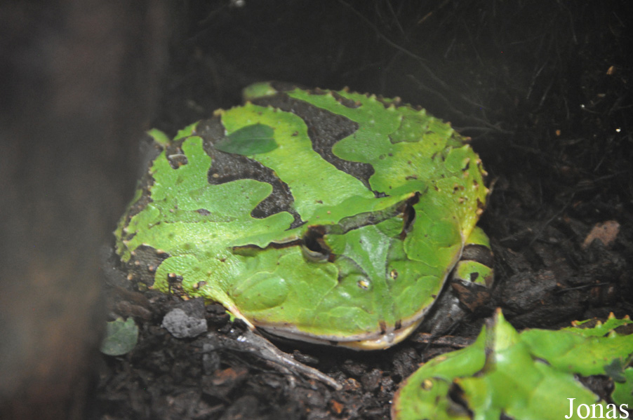 Ceratophrys cornuta