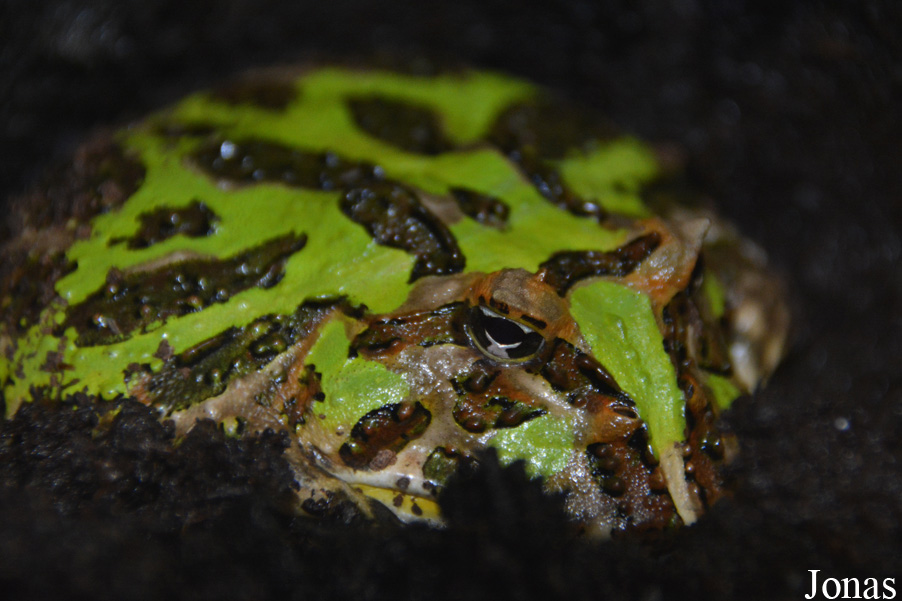 Ceratophrys cranwelli