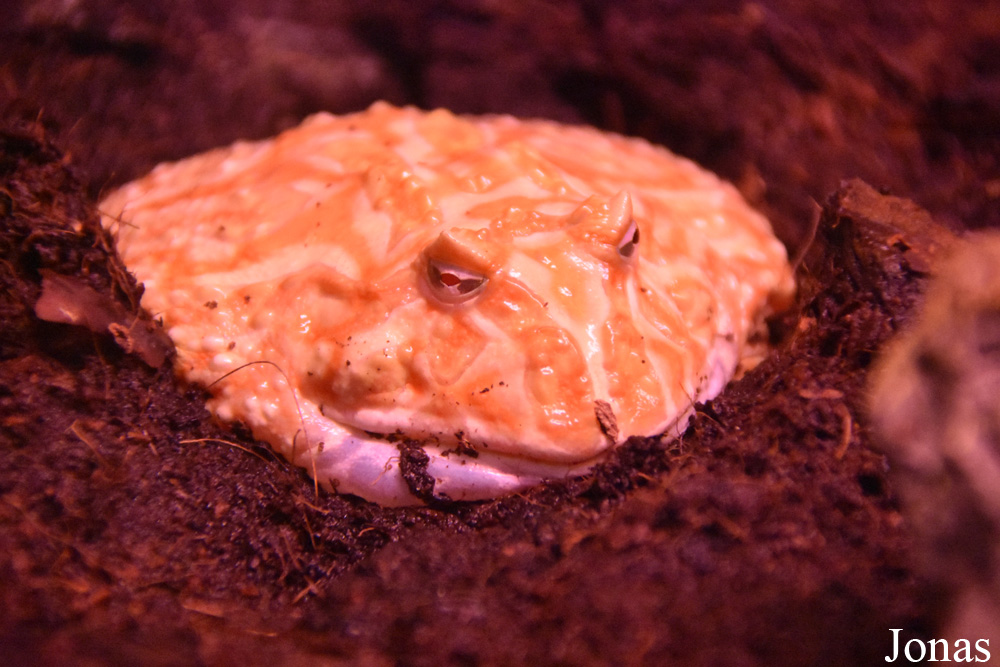 Ceratophrys cranwelli