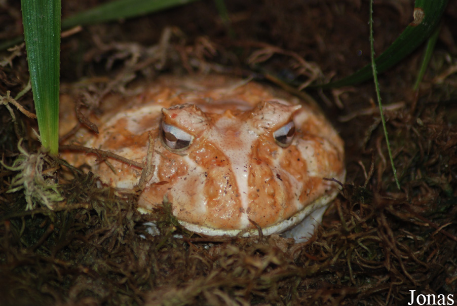 Ceratophrys ornata