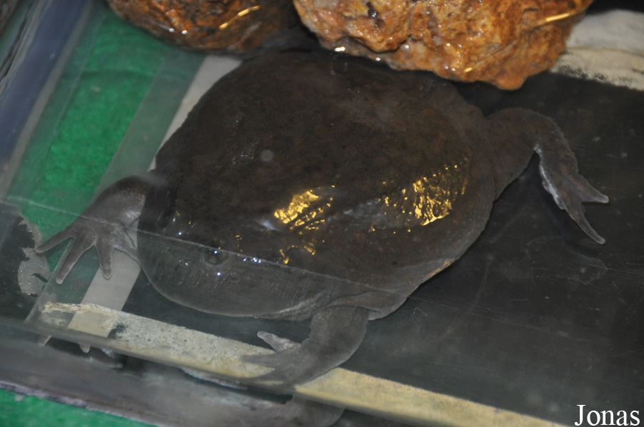 Lepidobatrachus laevis