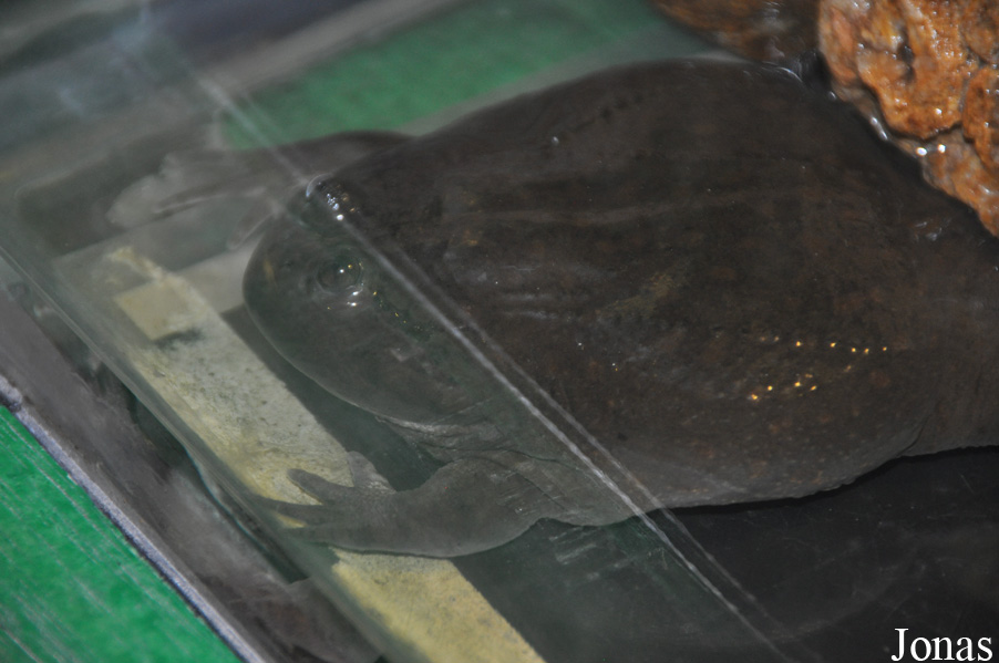 Lepidobatrachus laevis