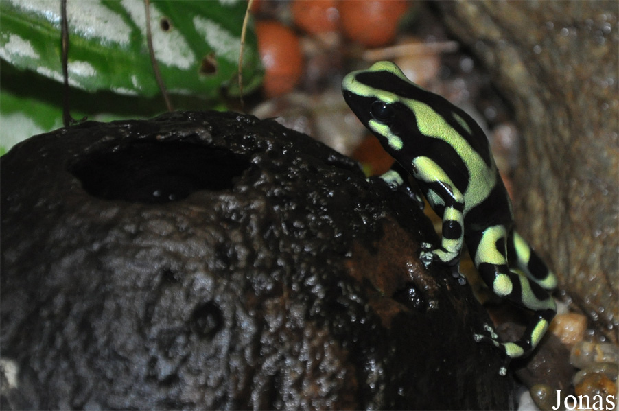 Dendrobates auratus