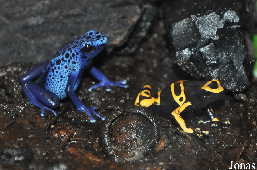 Dendrobates azureus