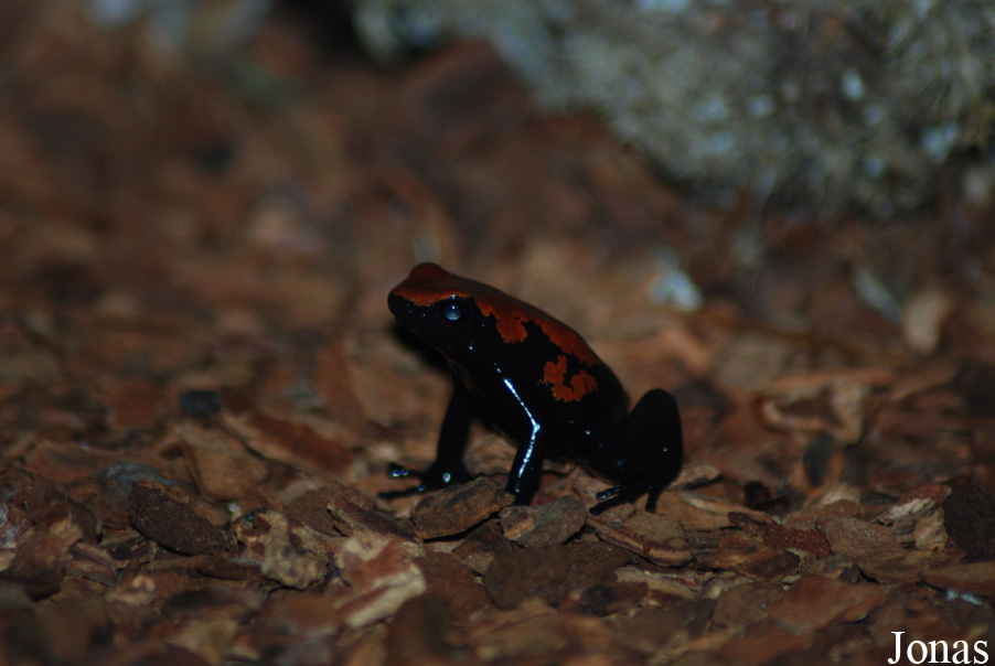 Dendrobates galactonotus