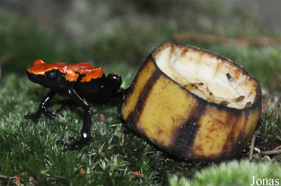Dendrobates galactonotus