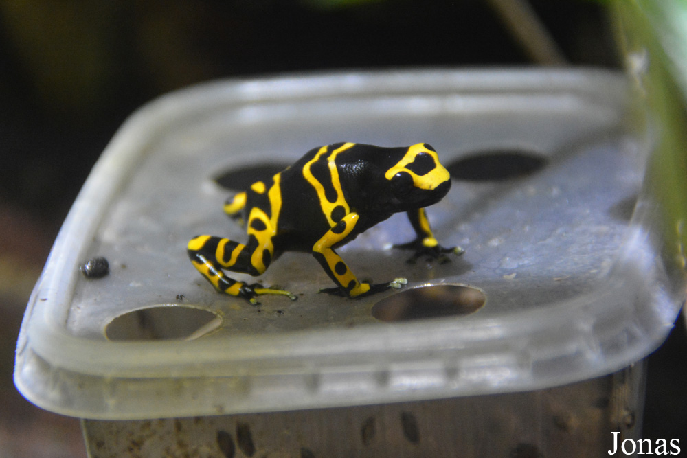 Dendrobates leucomelas