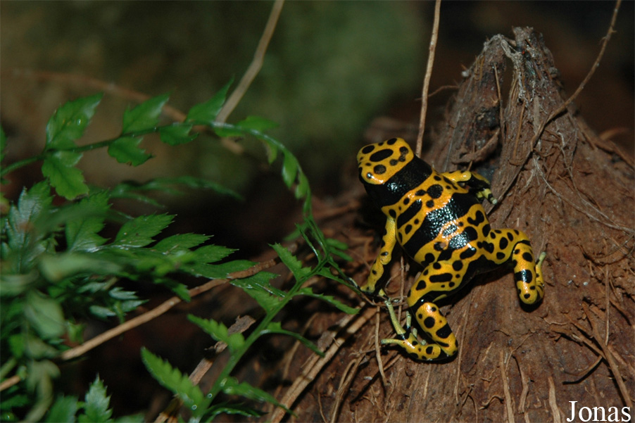 Dendrobates leucomelas