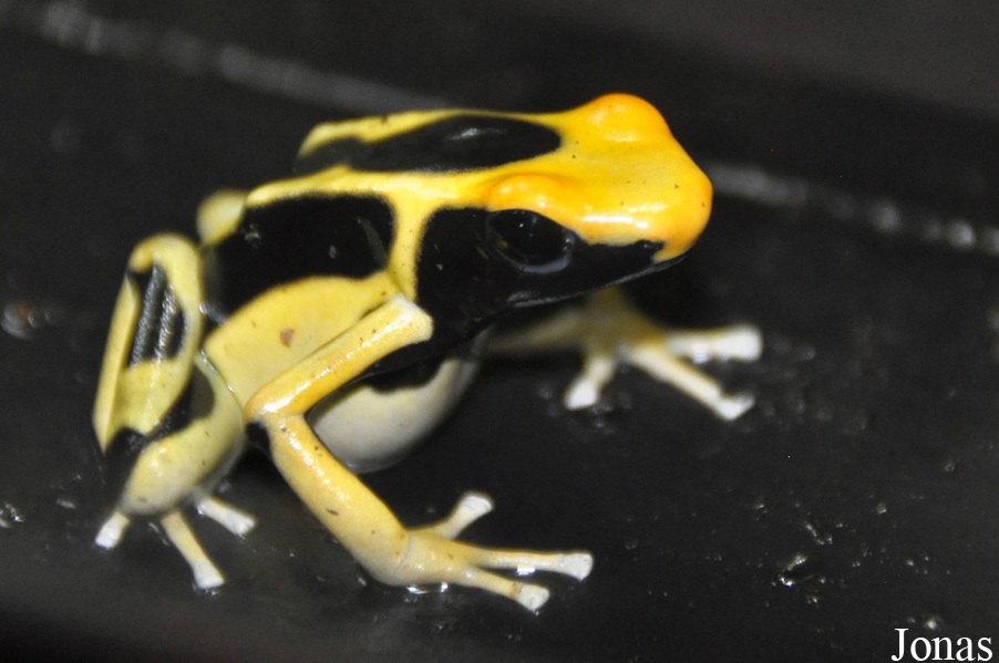 Dendrobates tinctorius