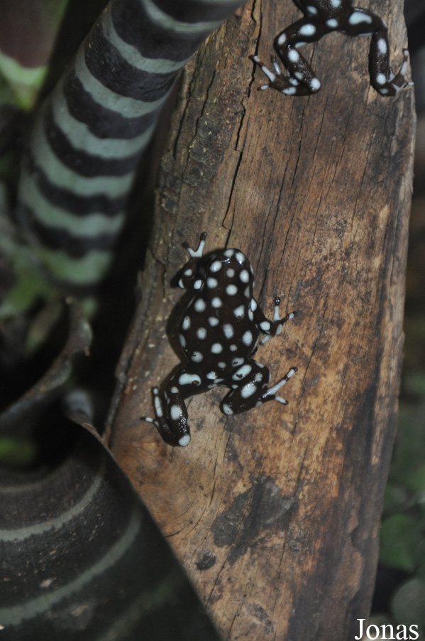 Excidobates mysteriosus
