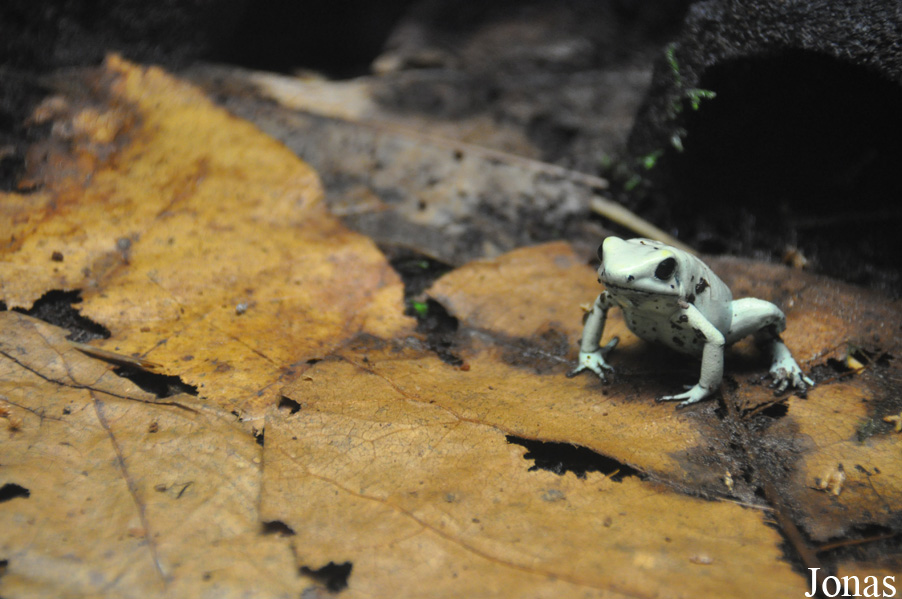 Phyllobates terribilis