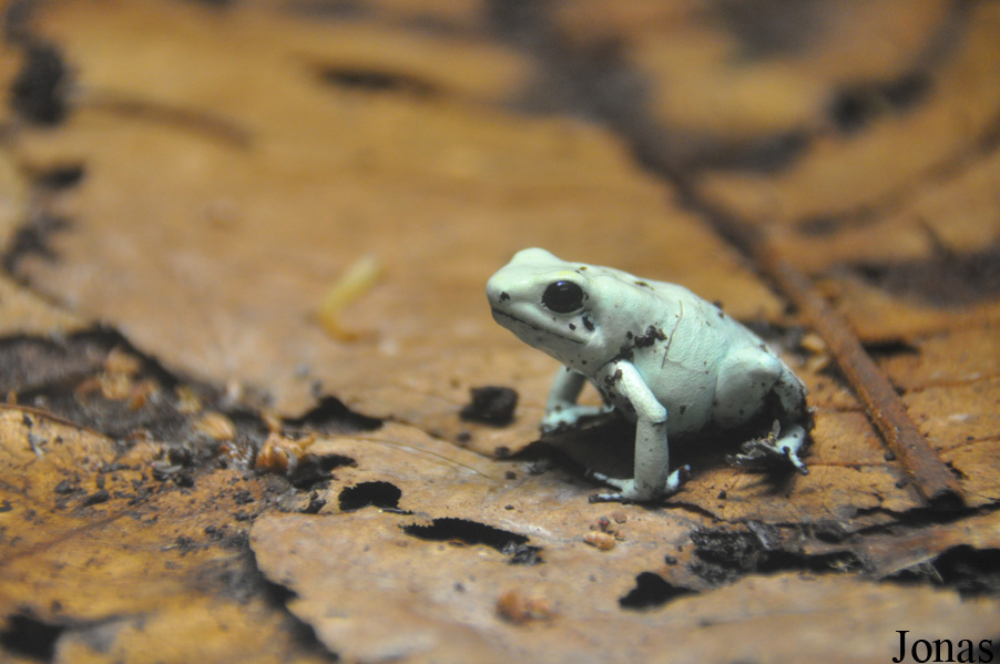 Phyllobates terribilis